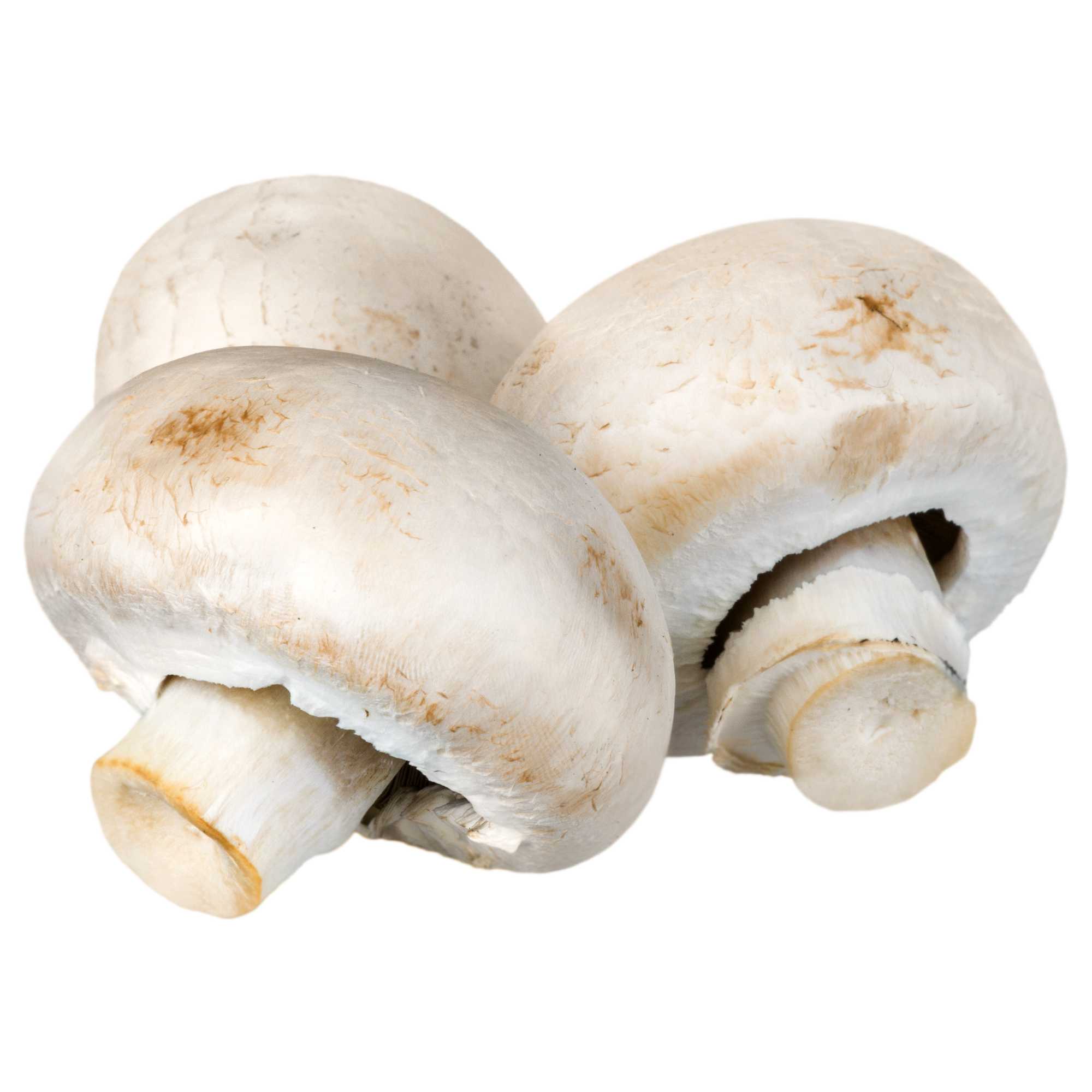 Button Mushroom
